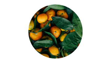 Vibrant citrus fruits and delicate white blossoms arranged to evoke an invigorating and refreshing atmosphere, inspired by notes of orange peel, bergamot, and white floral – Untethered Official.