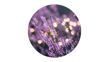 Lavender flowers in soft focus with warm ambient lights, representing a calming, floral, and tranquil atmosphere inspired by notes of sage, orange, lavender, amber, moss, patchouli, and mandarin – Untethered Official.